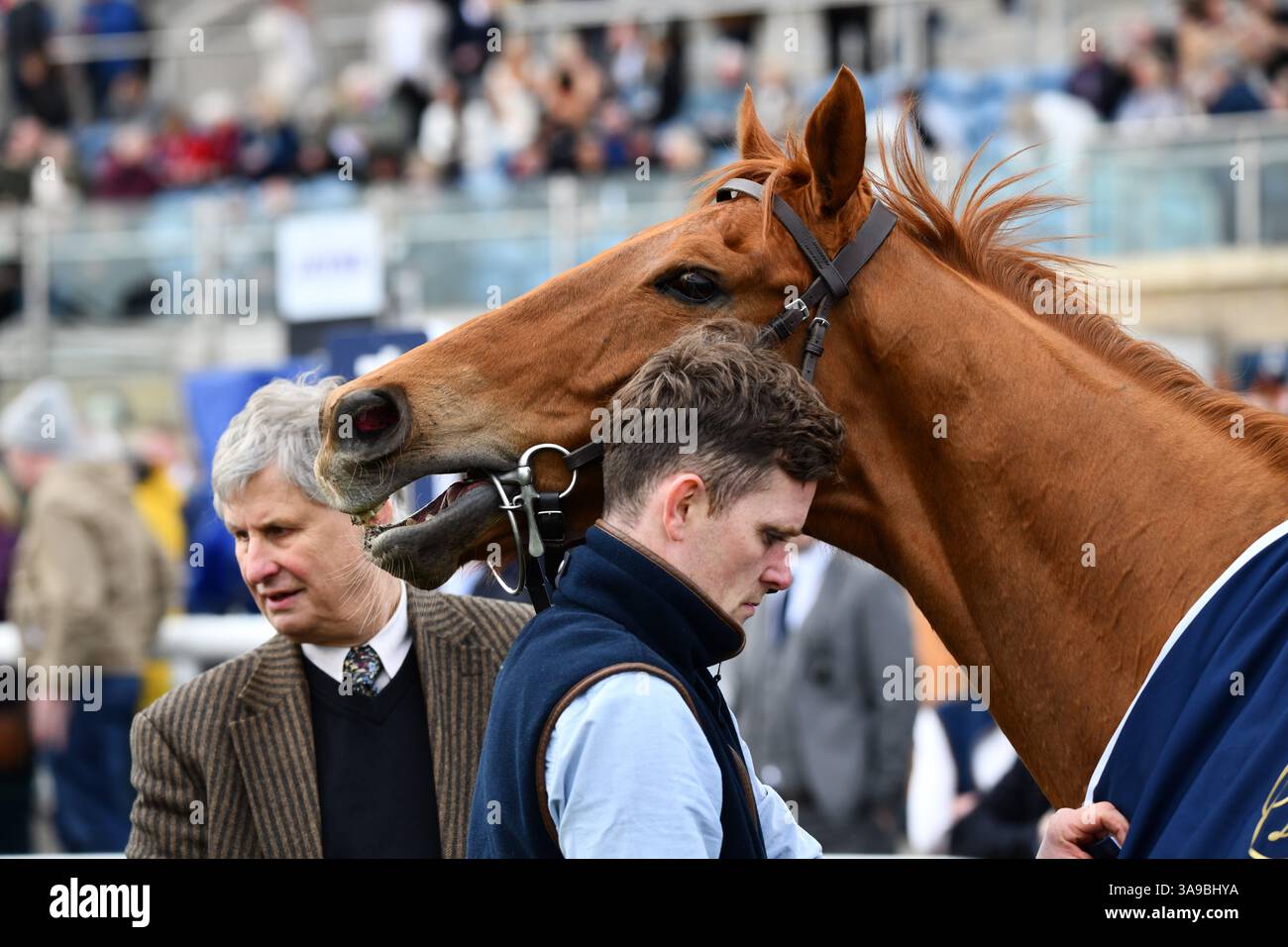racehorse Thunder Roar Stock Photo - Alamy