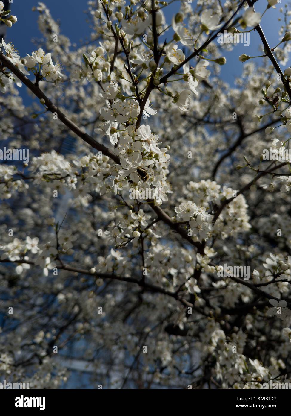 Springtime blossom branches with white flowers against blue sky, capturing essence of nature beauty, symbolizing growth, renewal, tranquility, ideal f - Smartphone Captured Stock Image