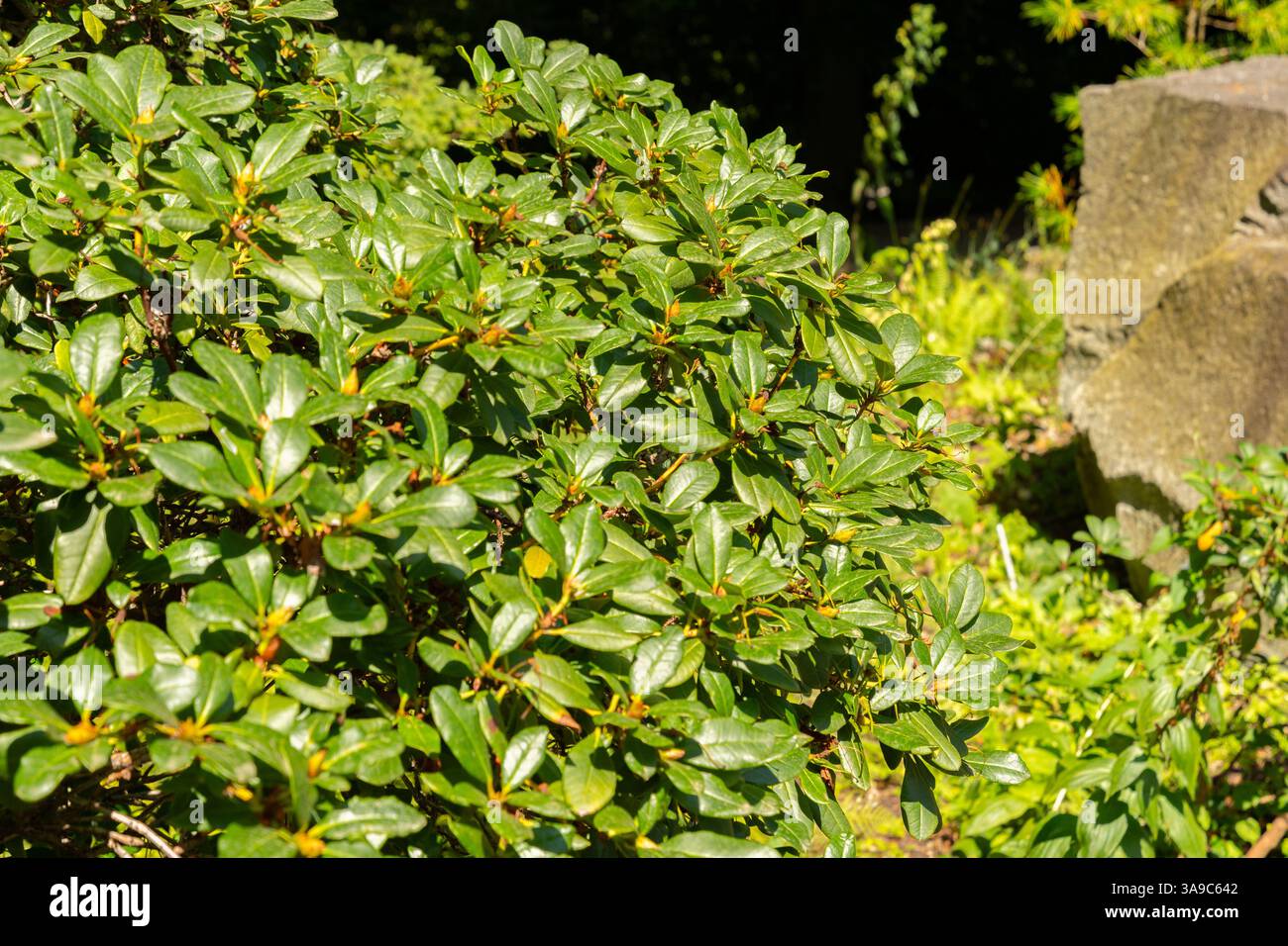 Rhododendron forrestii repens hi-res stock photography and images - Alamy