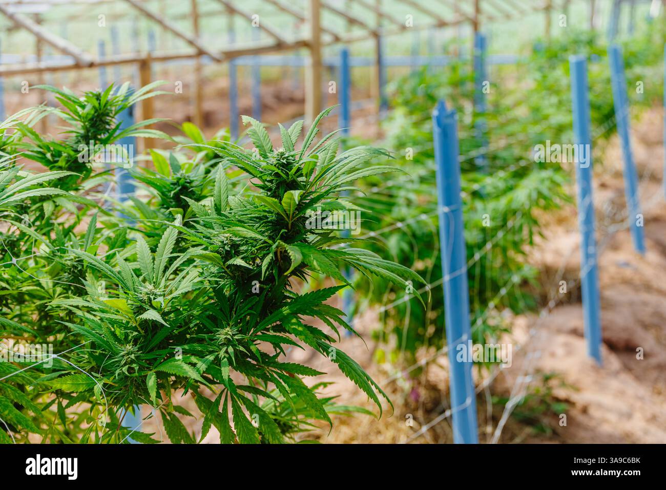 Hemp agriculture plant growing in farm sativa bleed. Marijuana Herbal green tree nursery in green house in Asian country. Stock Photo
