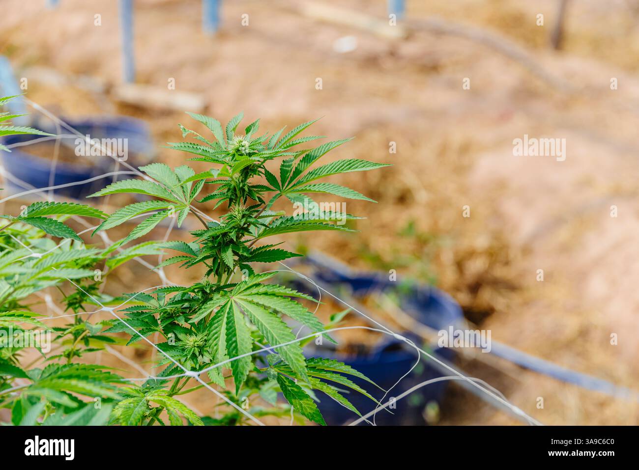 Hemp agriculture plant growing in farm sativa bleed. Marijuana Herbal green tree nursery in green house in Asian country. Stock Photo