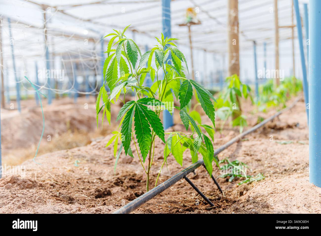 Hemp agriculture plant growing in farm sativa bleed. Marijuana Herbal green tree nursery in green house in Asian country. Stock Photo