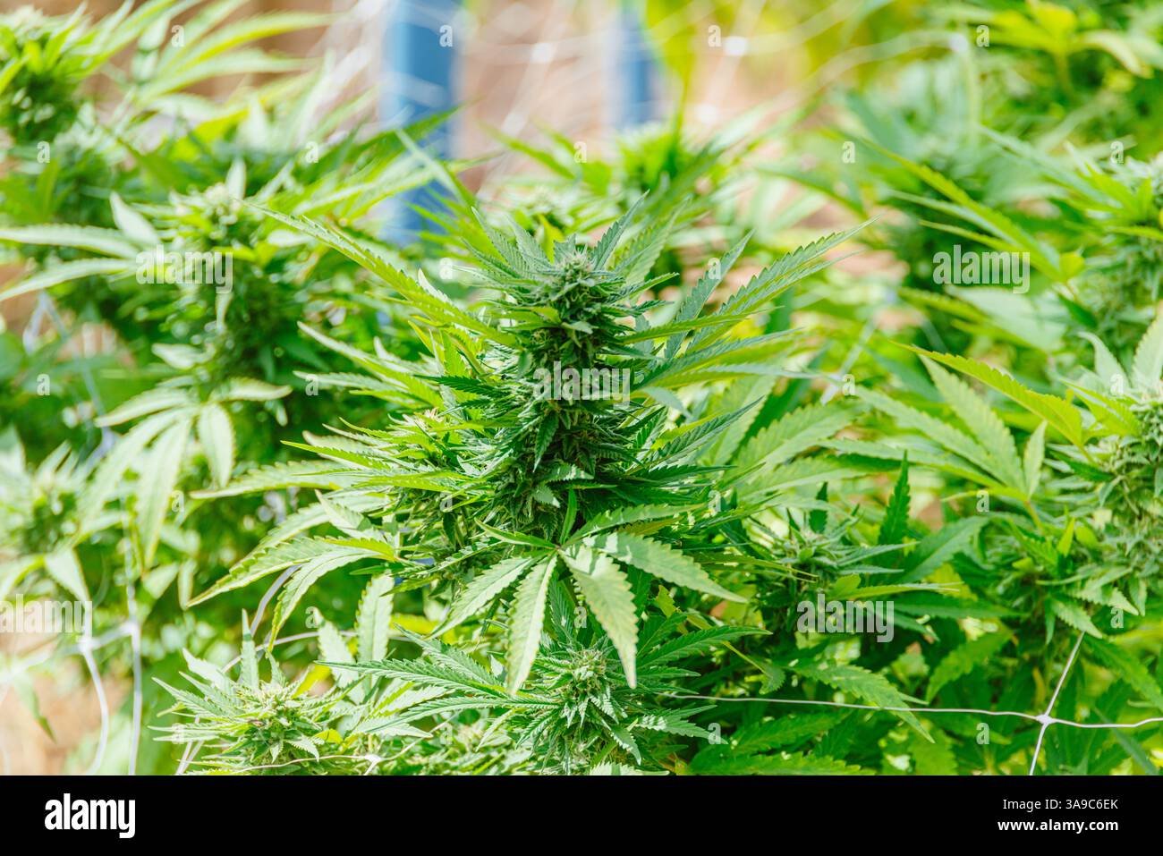 Hemp agriculture plant growing in farm sativa bleed. Marijuana Herbal green tree nursery in green house in Asian country. Stock Photo