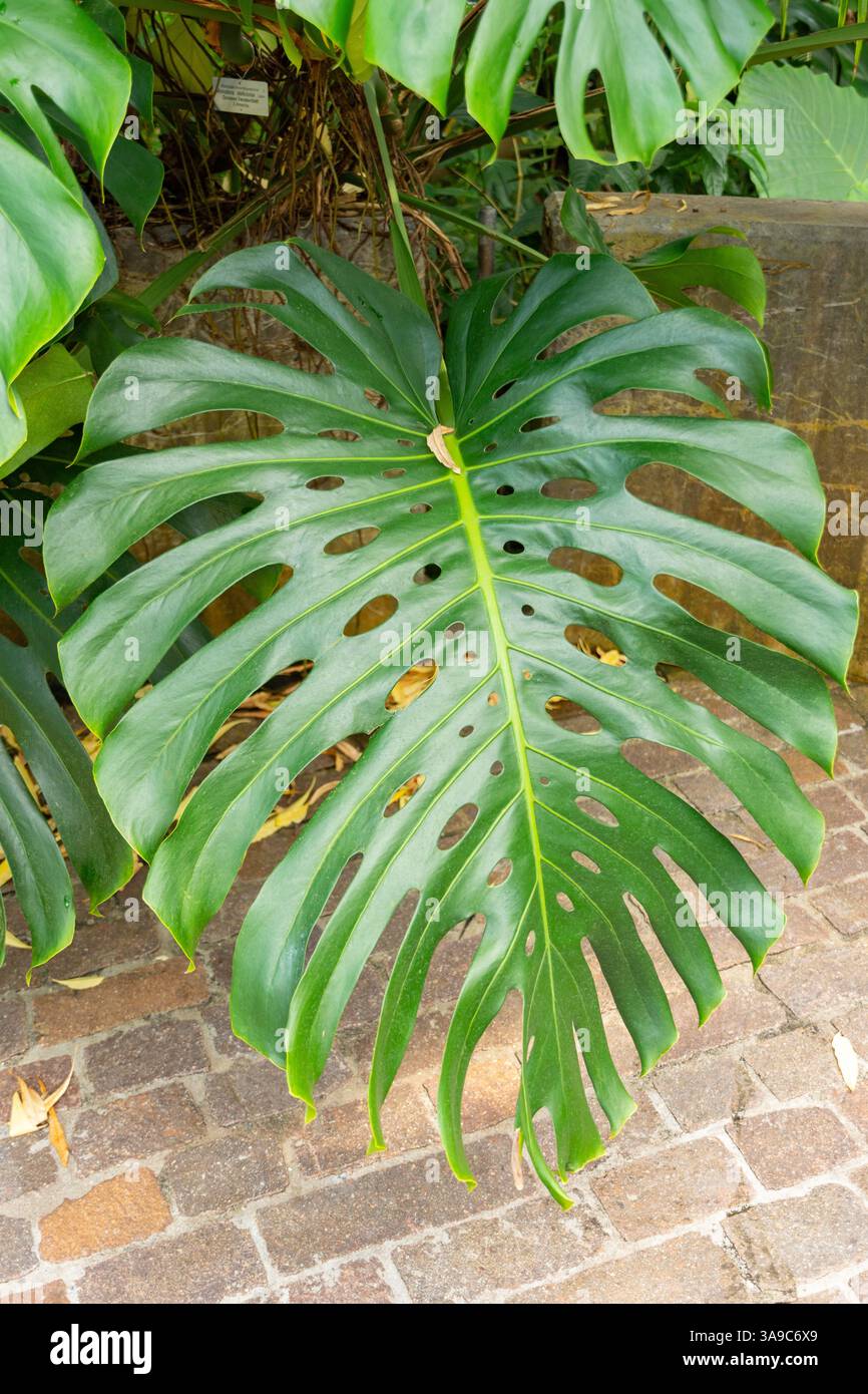 Genus monstera hi-res stock photography and images - Alamy