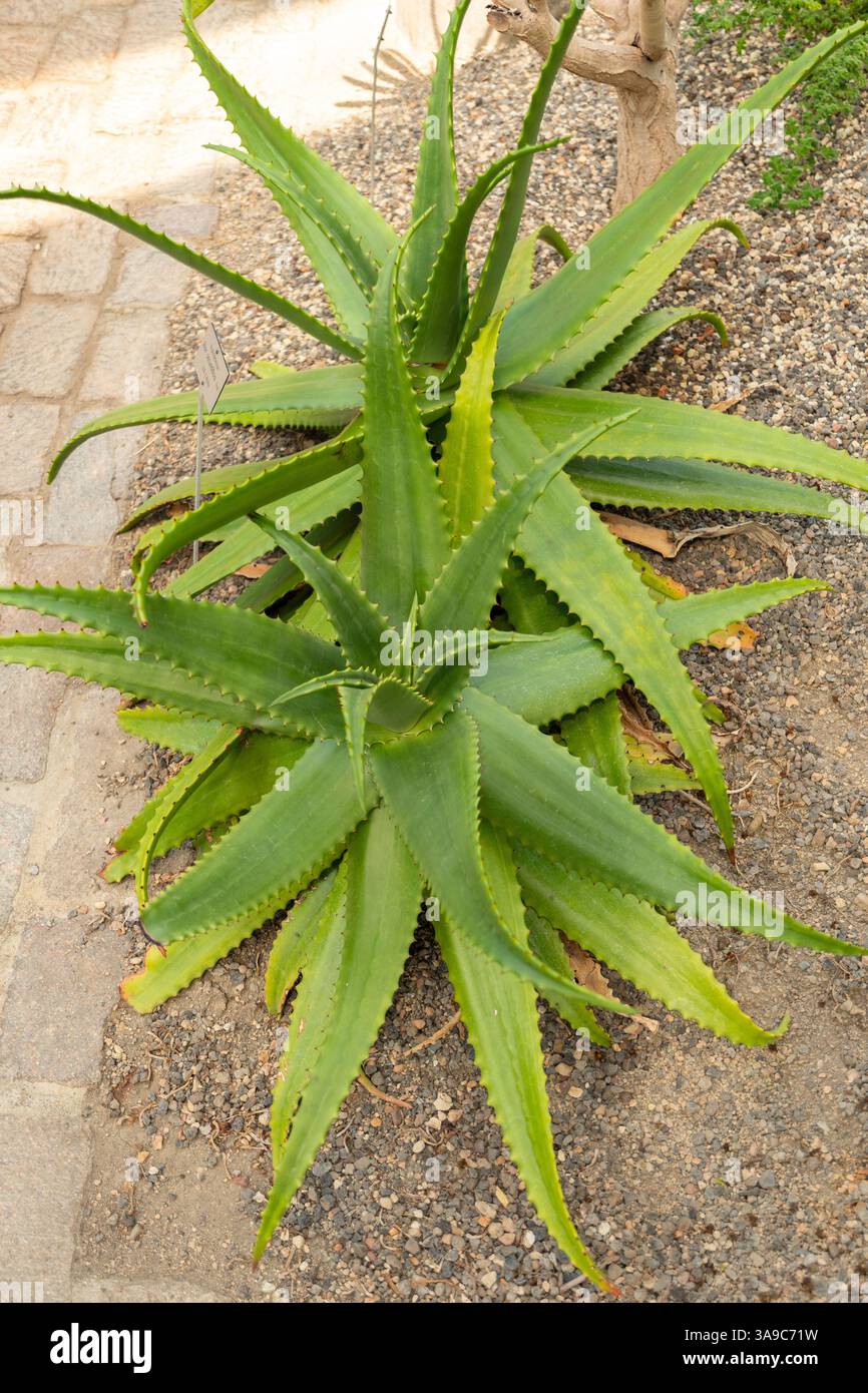 Aloe secundiflora hi-res stock photography and images - Alamy