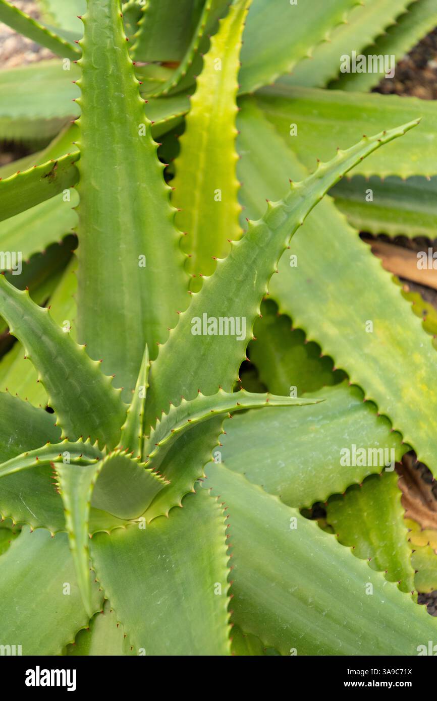 santaverde aloe vera saft Santaverde aloe vera gel pur 50 ml – Feuchtigkeit & Beruhigung