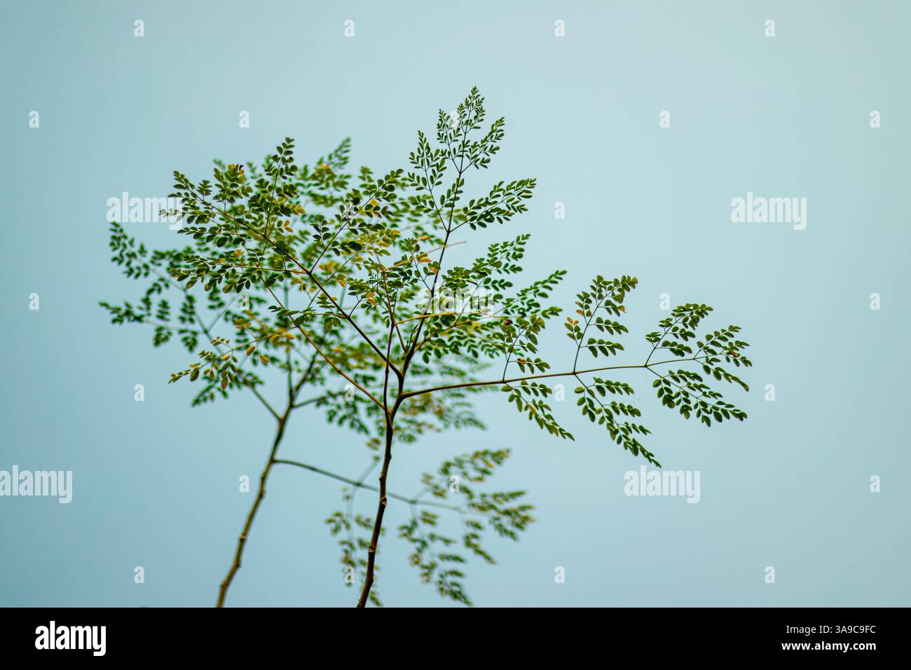 Moringa leaves come from the Moringa oleifera tree, often called the ...