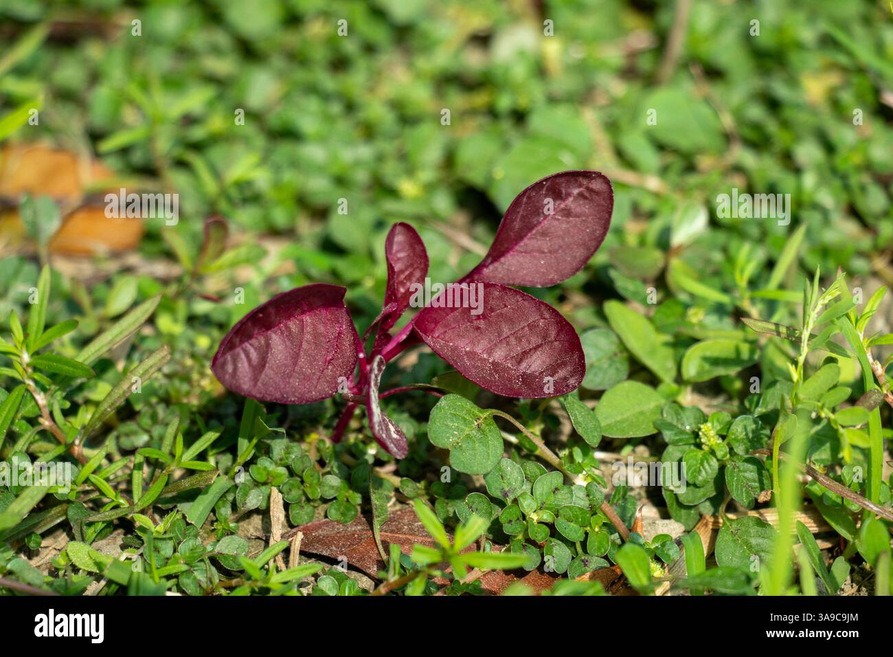 Red amaranth is a annual leafy vegetable and ornamental plant known for its vibrant red to purple foliage. It is widely cultivated for its edible leav Stock Photo