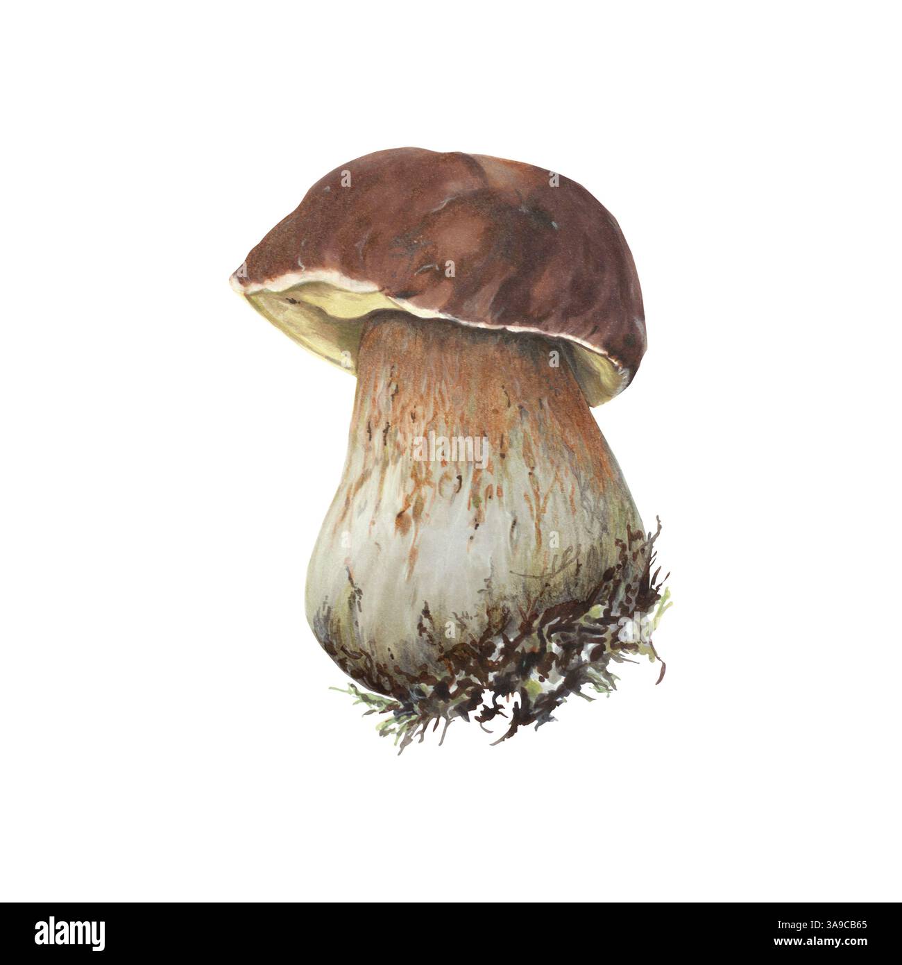 Hand-drawn forest edible mushroom with brown hat. Realistic markers and watercolor illustration isolated on white background. Drawing for postcards, s Stock Photo