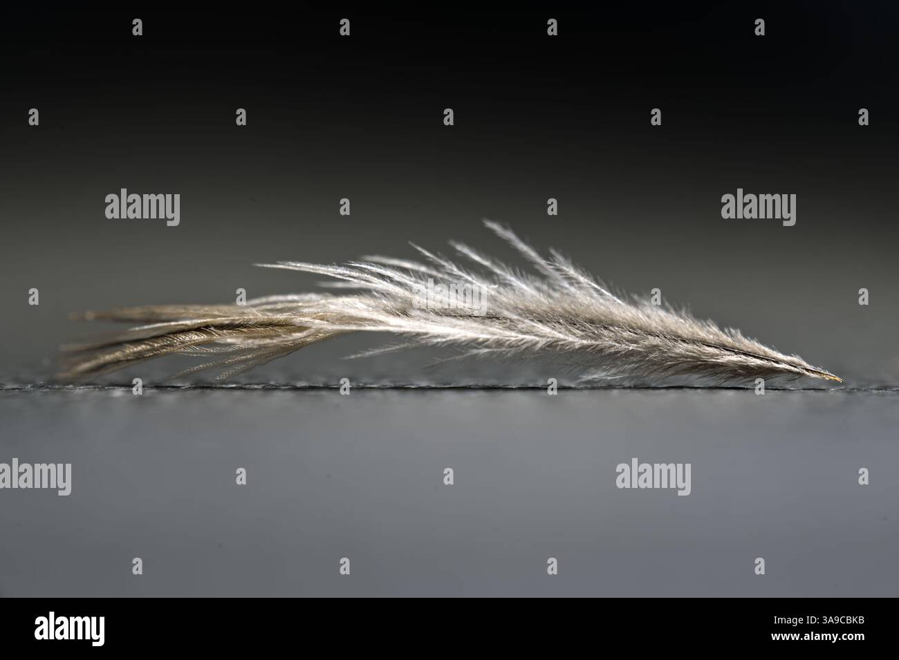 Close up of feather Stock Photo
