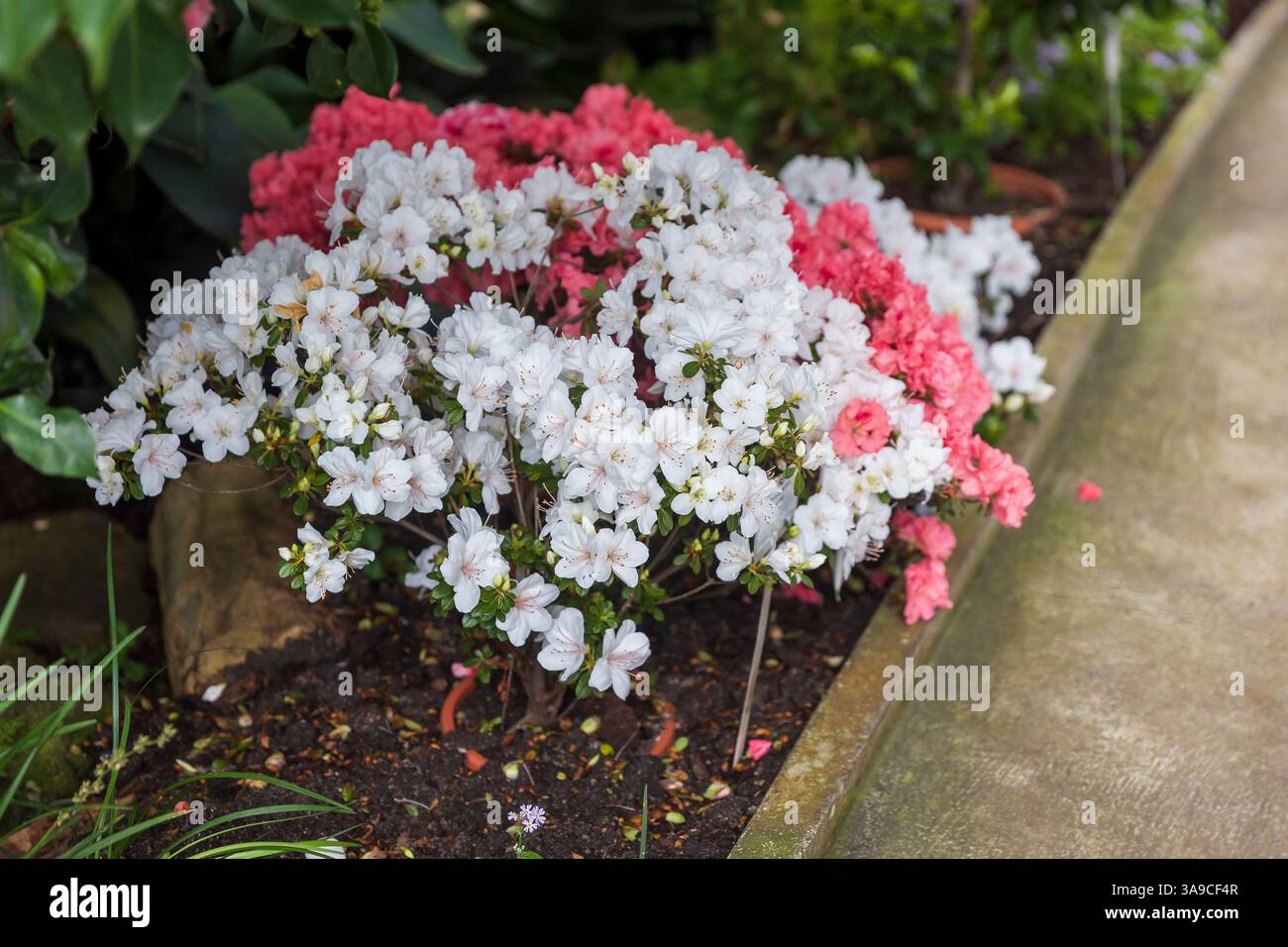 Rhododendron kiusianum hi-res stock photography and images - Alamy
