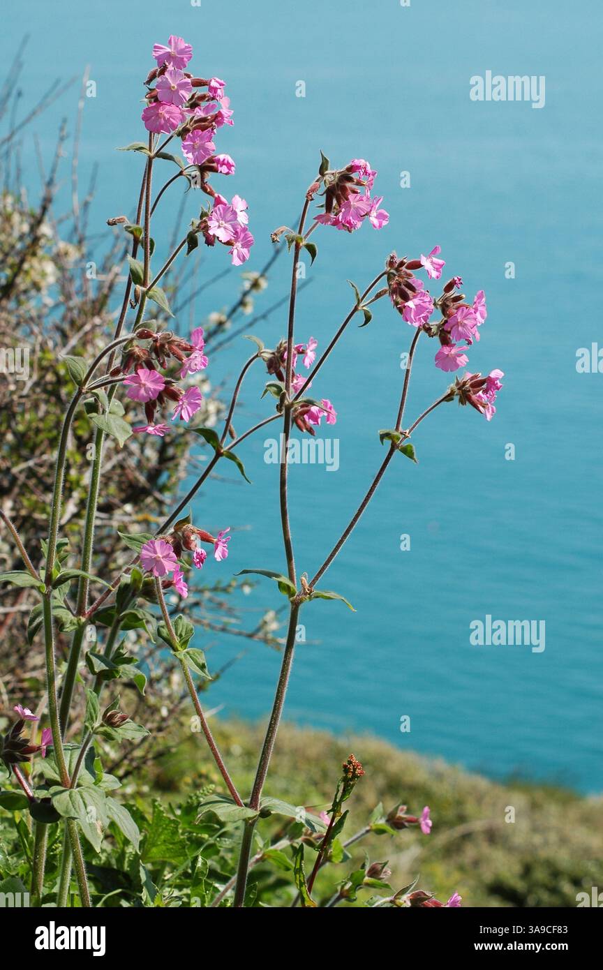 Red Campion, growing on Sark, Channel Islands. Stock Photo