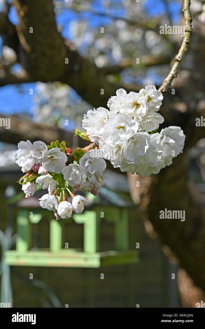 cherry tree blossom in garden Stock Photo