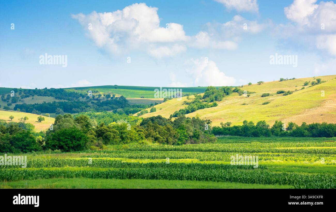 beautiful countryside of romania. scenic view. sunny day. wonderful summer landscape in mountains. green field and rolling hills. rural scenery. provi Stock Photo