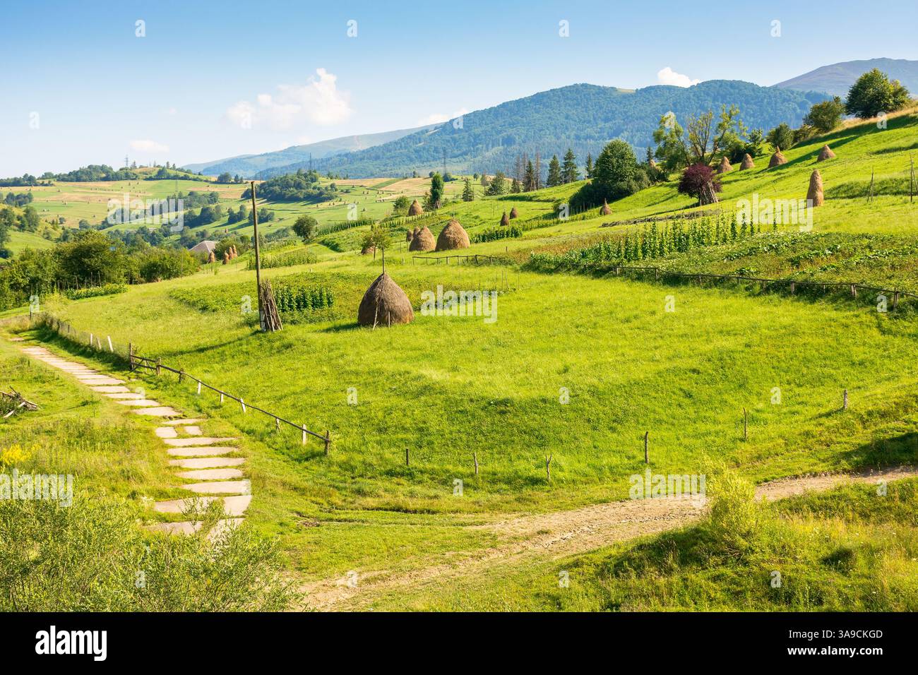 haystacks on the agricultural field near the forest. scenic view. rural landscape at the foot of the mountain in summer. beautiful countryside scenery Stock Photo