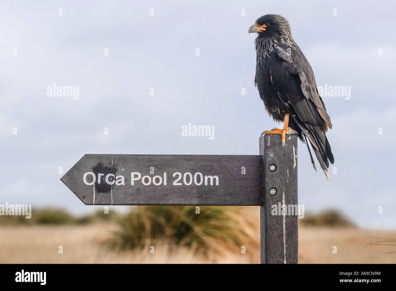 A Striated Caracara, Phalcoboenus australis, sitting on a sign post on sea Lion Island, part of The Falkland Islands. Stock Photo