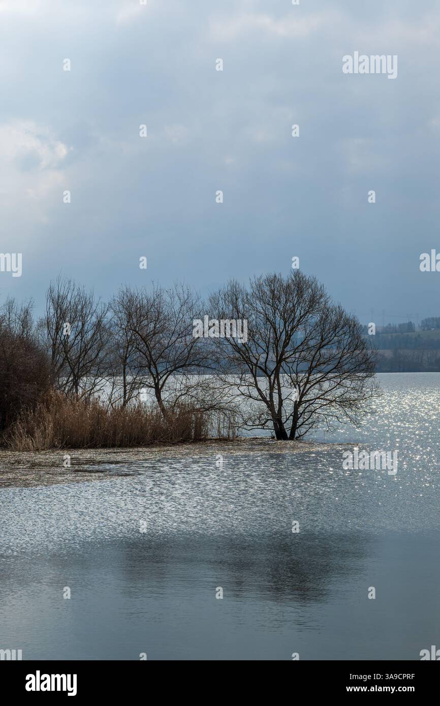 Vertical Wide Lakeside View with Trees on Exposed Land and Gentle ...