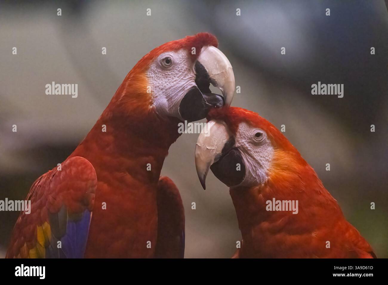 Scarlet macaw amazon basin hi-res stock photography and images - Alamy