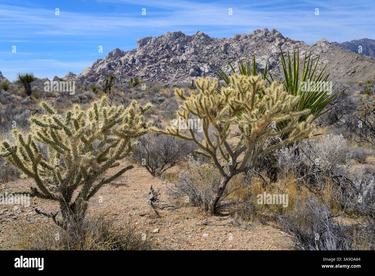 Jumping cactus hi-res stock photography and images - Alamy