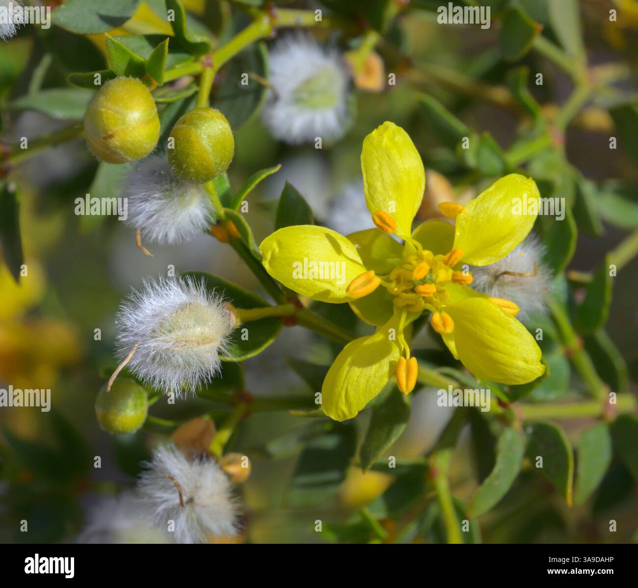 Creosote bush, or greasewood (Larrea tridentata), flower, flower buds, and fruits, Death Valley National Park, Mesquite Flat Sand DUnes, California, U Stock Photo