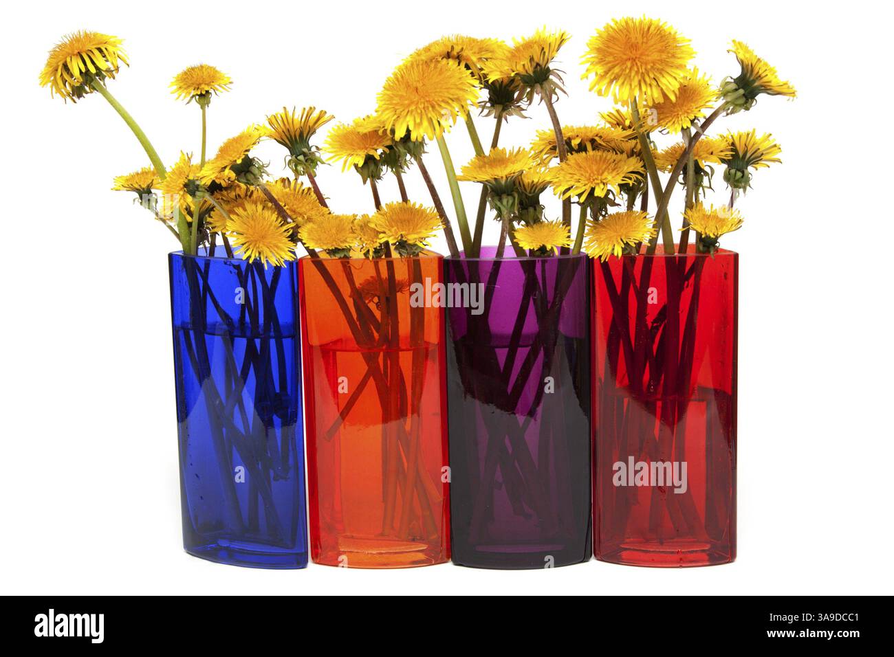 Yellow dandelions in glass colour vase on white background Stock Photo ...