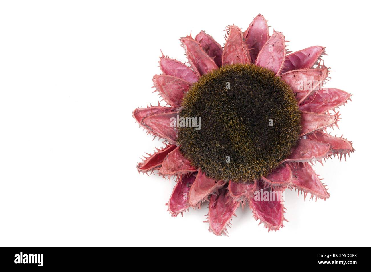 Dried flowers of sunflowers on a white background Stock Photo
