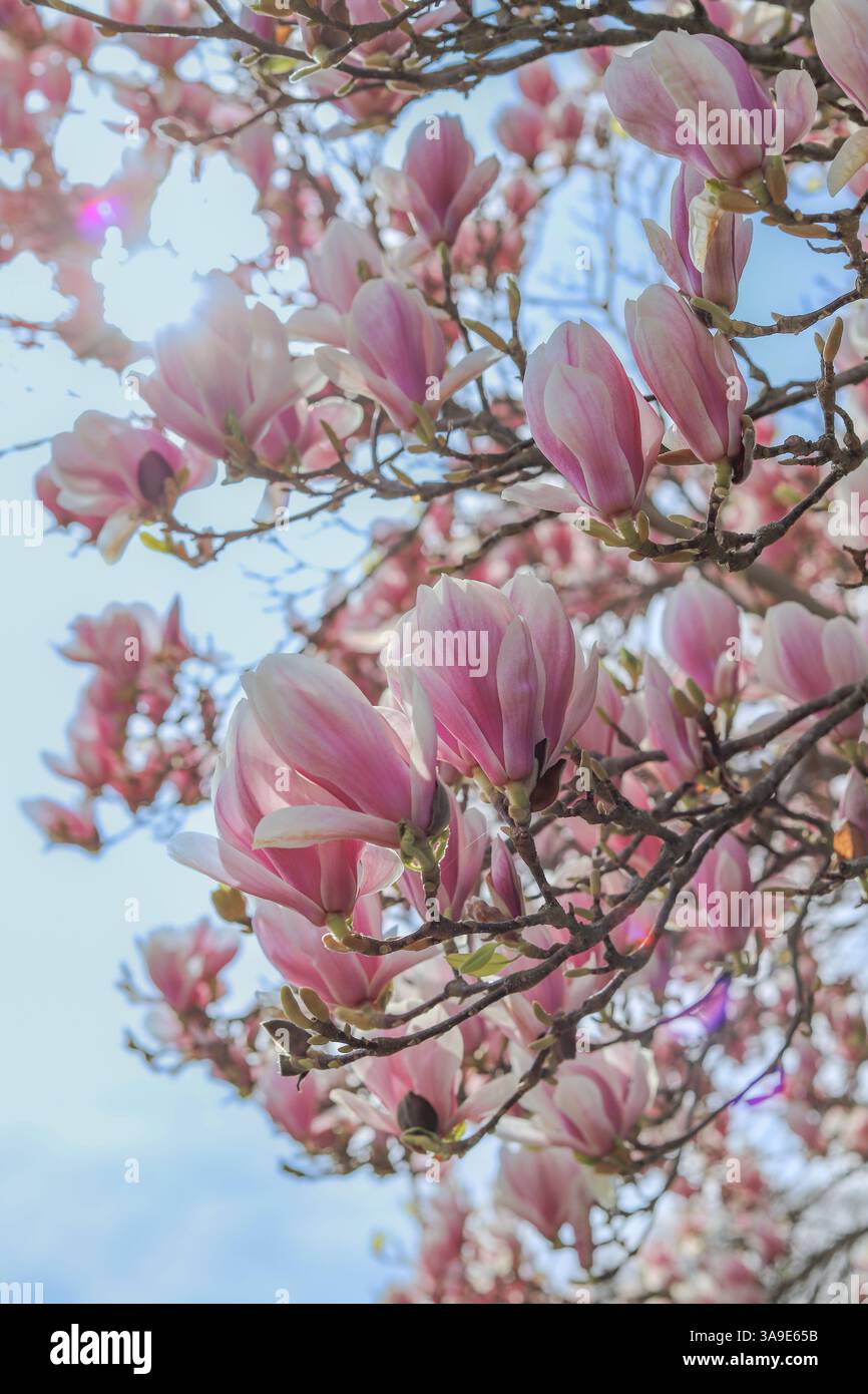 Close up images of Magnolia x Soulangeana in bloom, early Spring ...
