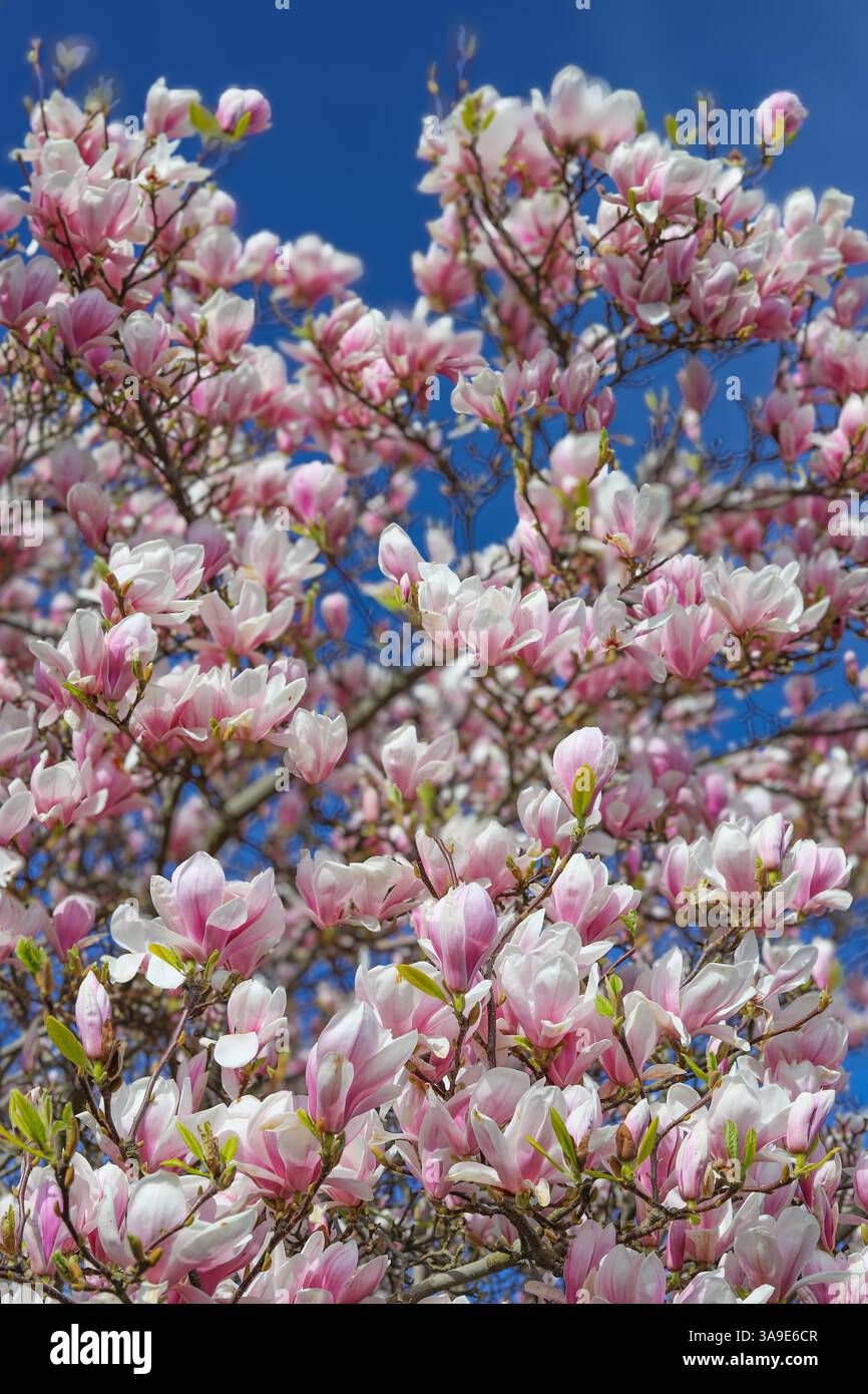 Close up images of Magnolia x Soulangeana in bloom, early Spring ...