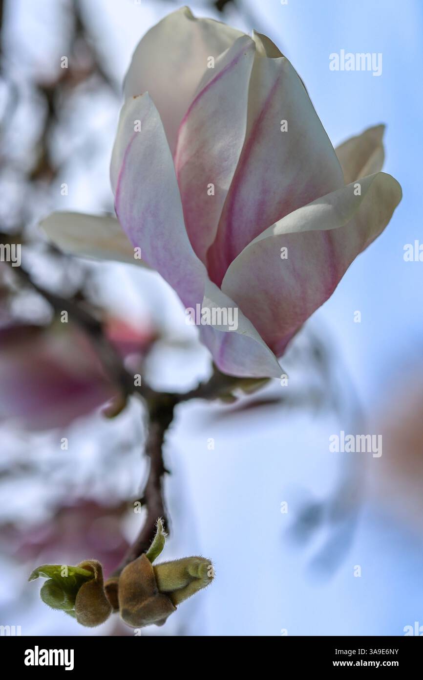 Close up images of Magnolia x Soulangeana in bloom, early Spring ...