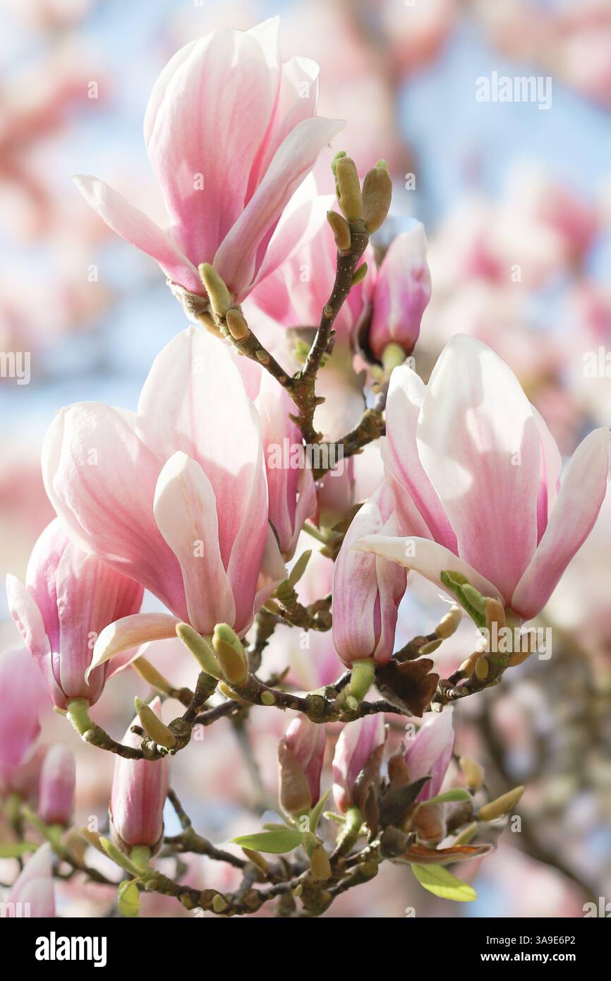 Close up images of Magnolia x Soulangeana in bloom, early Spring ...