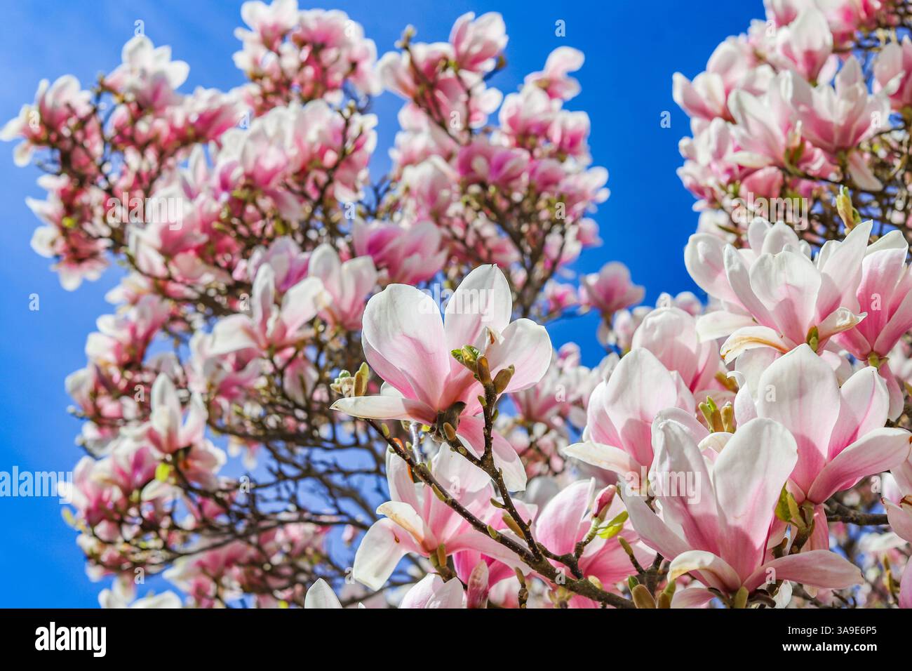Close up images of Magnolia x Soulangeana in bloom, early Spring ...
