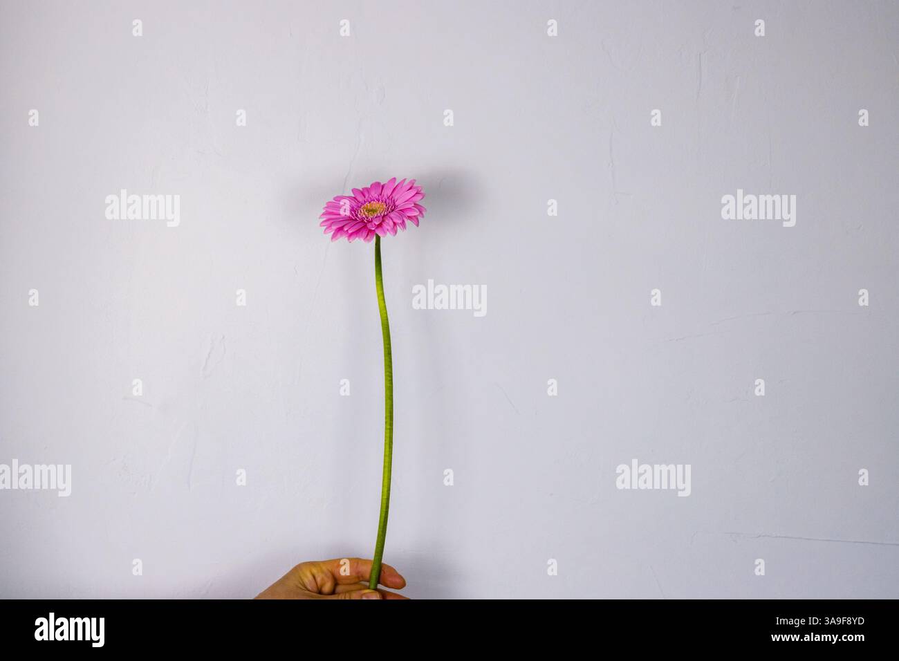 Close up of single beautiful pastel pink Gerber flower isolated on the white wall background. Minimalistic and simple aesthetic holiday celebration co Stock Photo