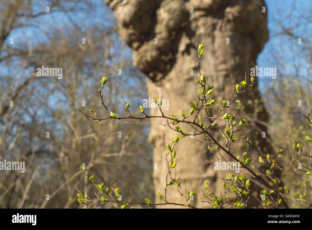 Fresh green buds emerge on delicate twigs, reaching toward the sunlight. Behind them stands an old, gnarled tree trunk. Stock Photo