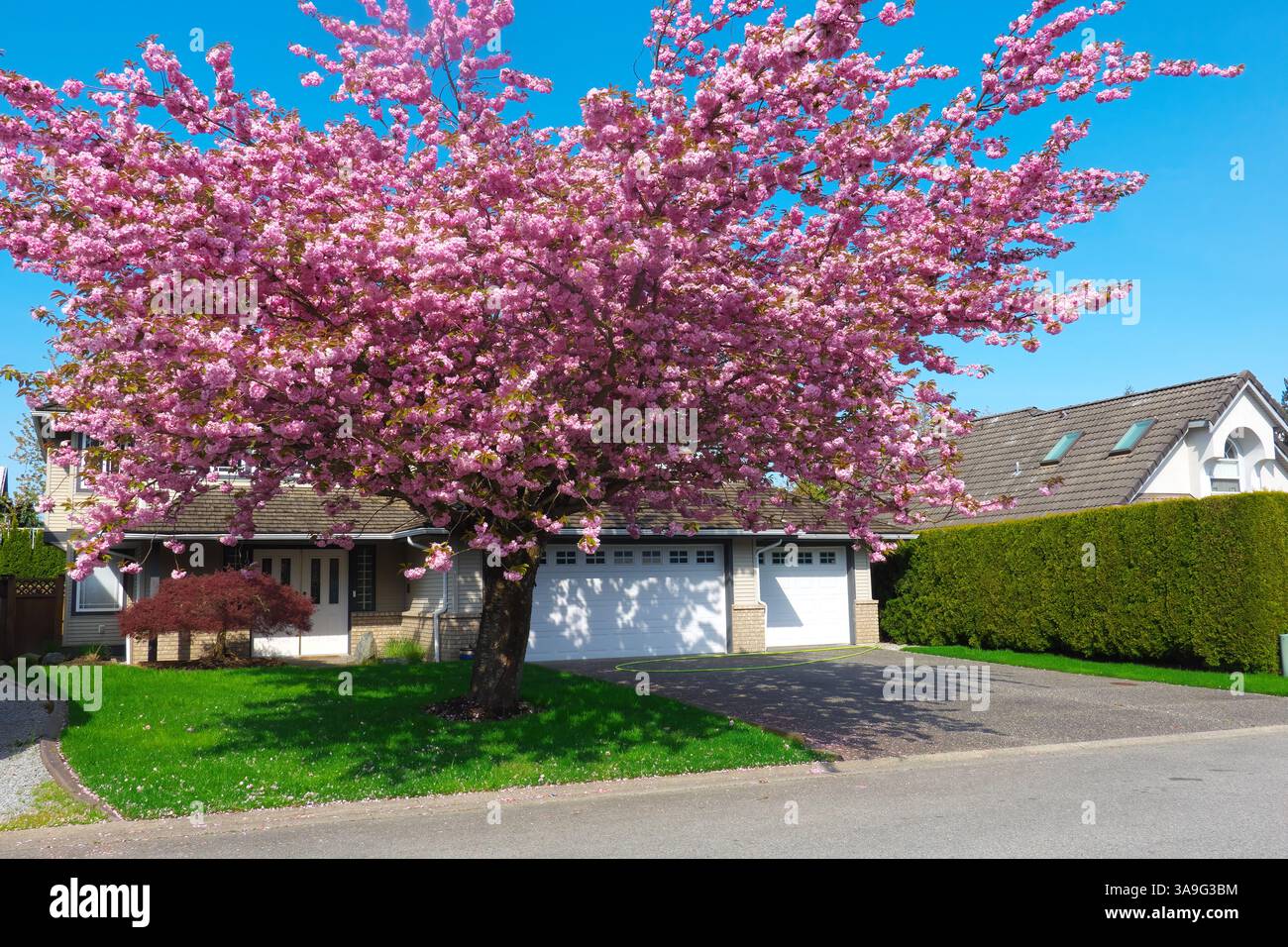 Japanese Flowering Ornamental Cherry tree (Prunus serrulata) - double pink blossoms - in front of residential home in B. C., Canada. Stock Photo
