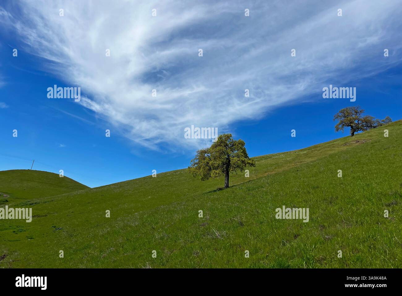 Lush green hillside under a vibrant blue sky with a solitary tree ...