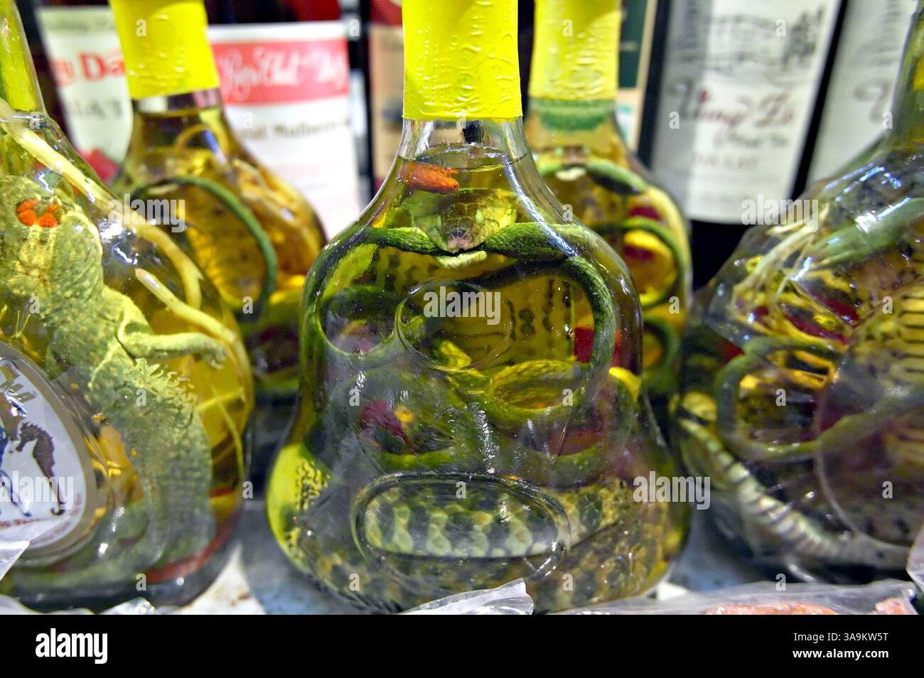 コブラ酒　ベトナム ベトナム 6 デルタの珍品 コブラ酒 | わたしのこだわりブログ(仮