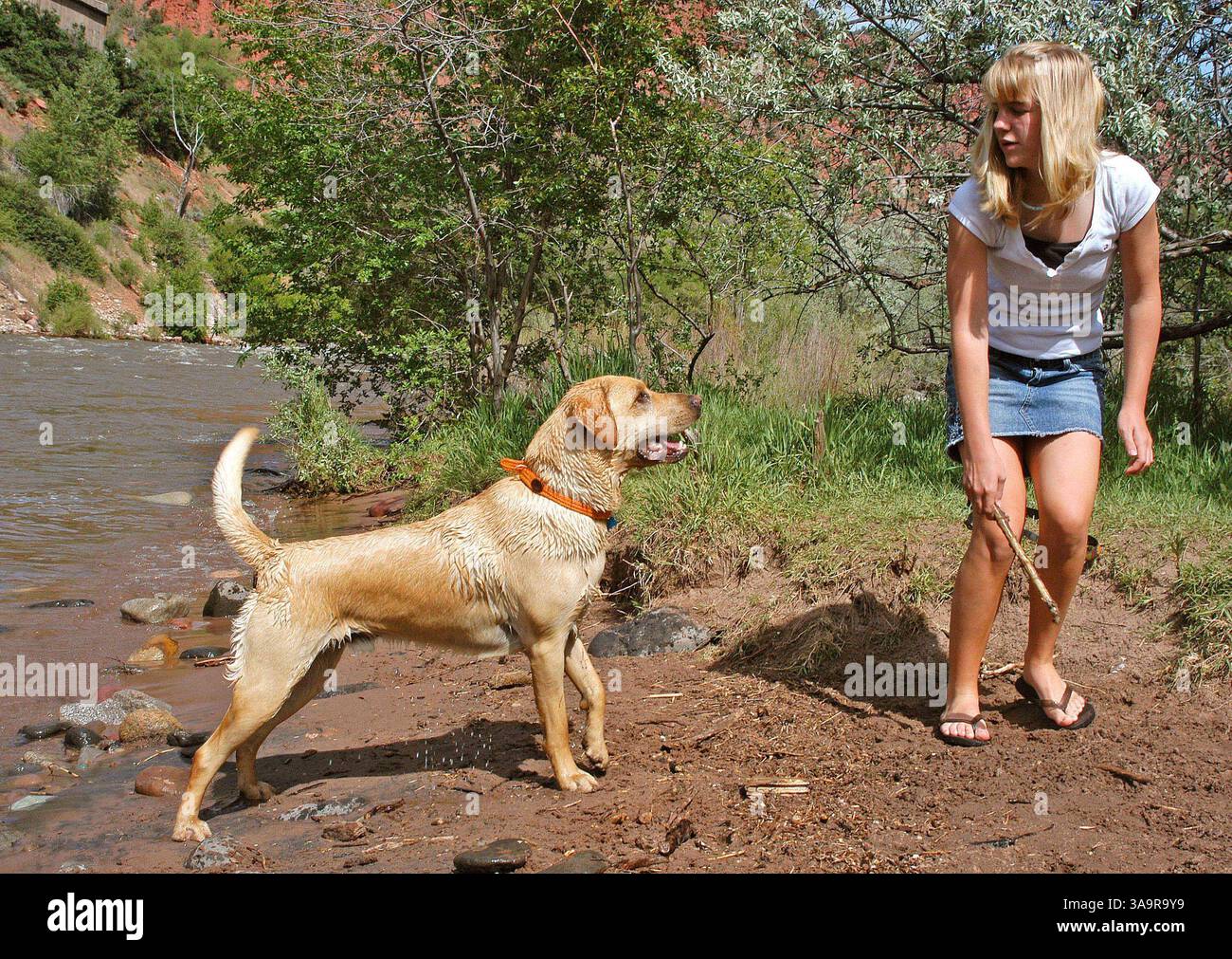 Ryan Labrador 2 year old labrador retriever hi-res stock photography and images - Alamy