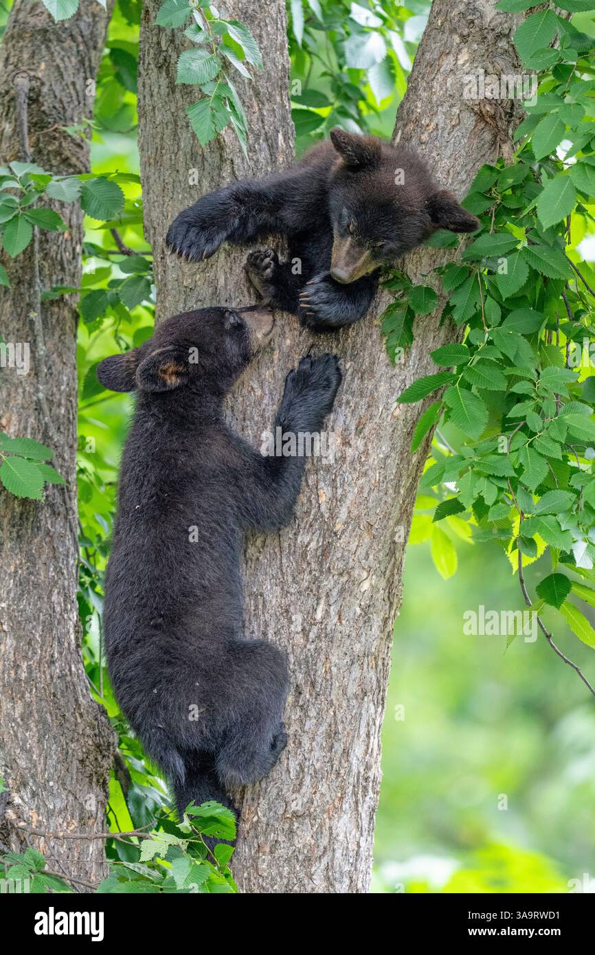 Black bear cubs tree hi-res stock photography and images - Alamy