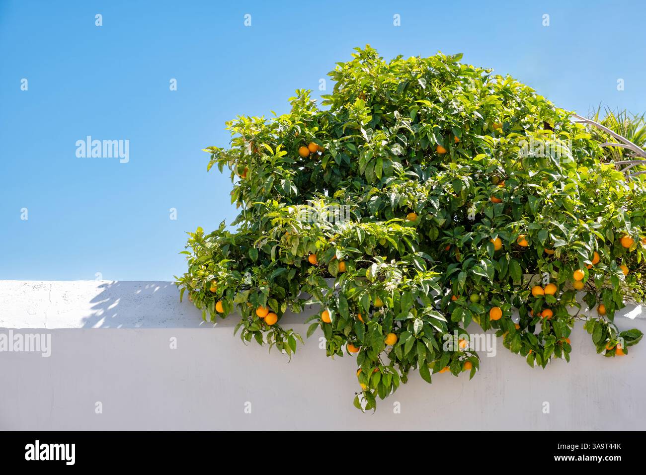 Cyprus. A garden orange citrus tree, laden with ripe oranges overhanging a white washed wall against a blue sky. Stock Photo