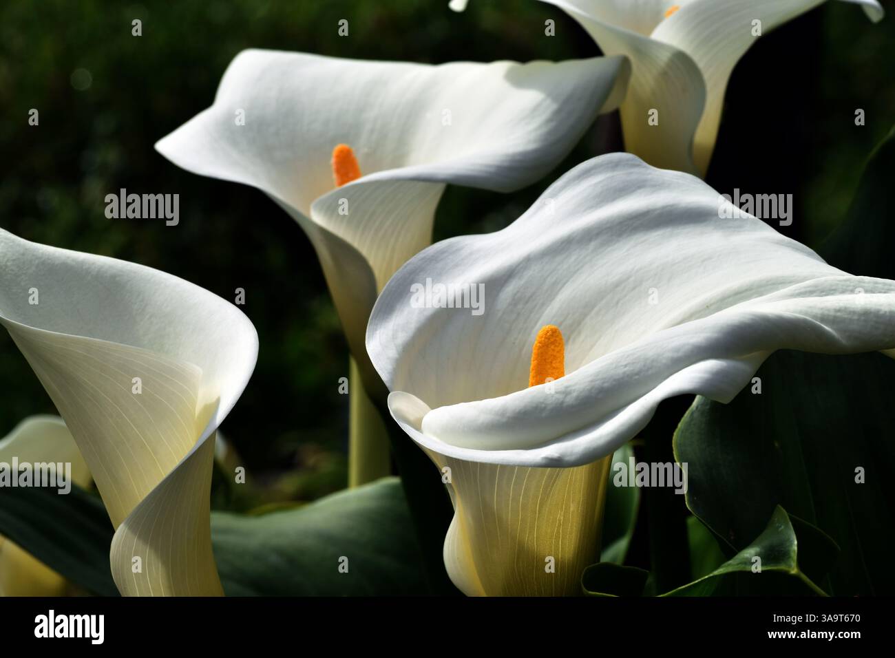 Calla Rosa Detail of the flowers of calla lily (Zantedeschia aethiopica Stock ...