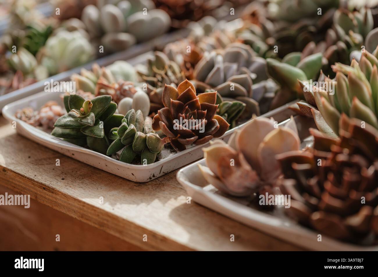 Succulents in a tray, on the wooden table. Greenhouse Stock Photo - Alamy