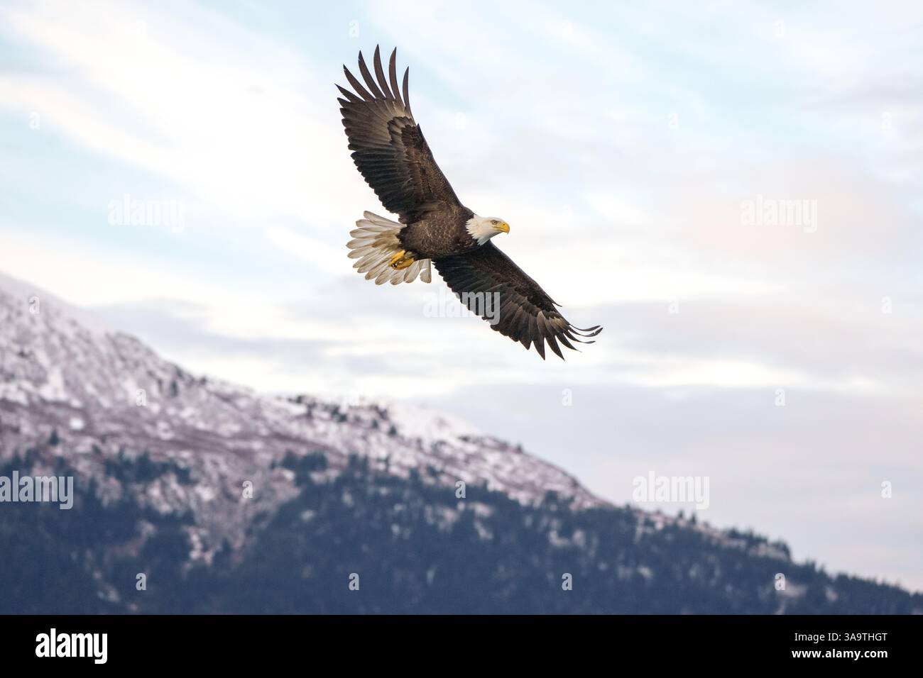 Majestic Bald Eagle Soaring Gracefully Over a Mountain Landscape Stock ...