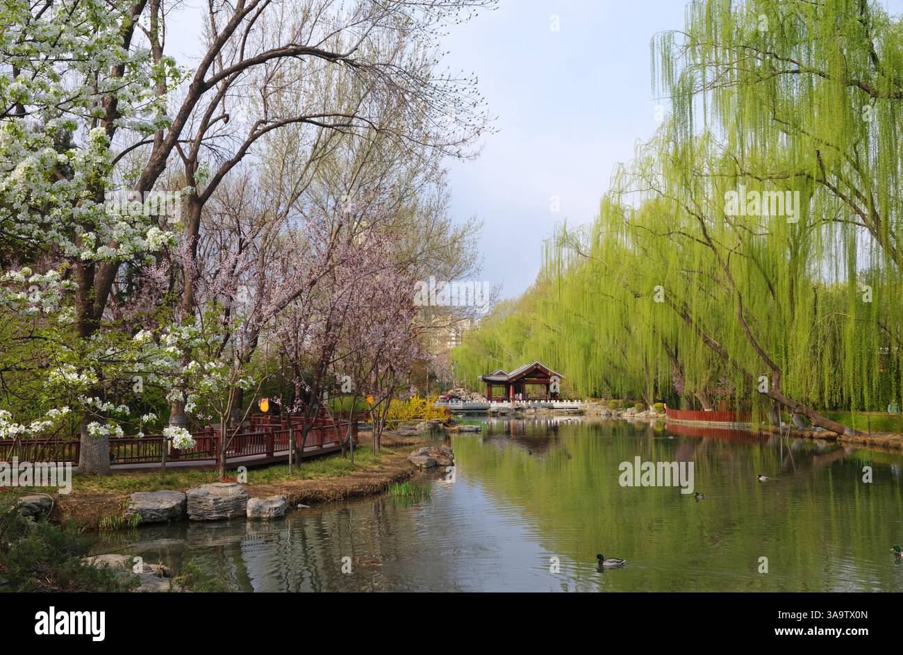 Spring scenery in Beijing, China, 28 March, 2025 Stock Photo - Alamy