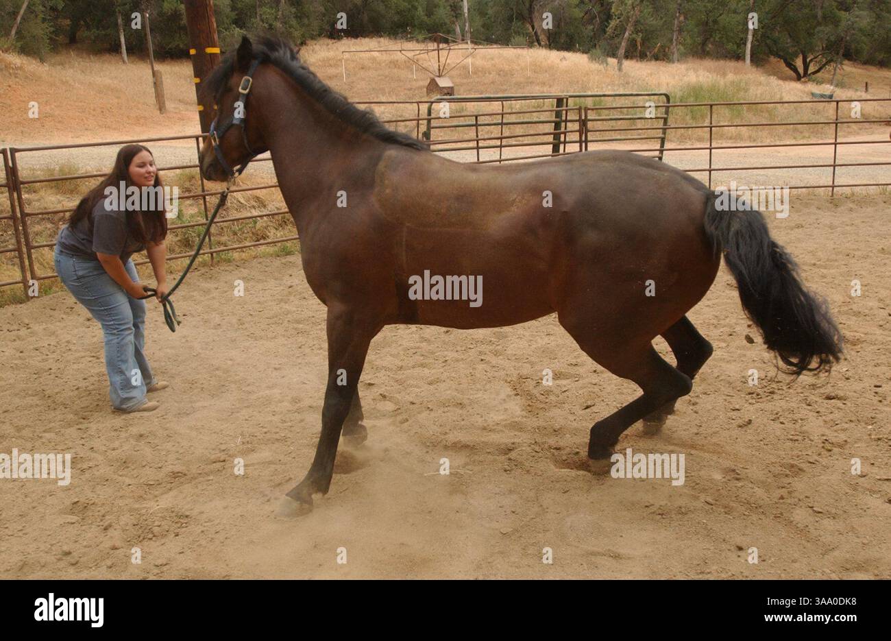 LEDE- Kari Adams, 18, a Thunder Valley tribe member, has had some positive changes in her life since the Thunder Valley Casino was opened last year. On Thursday, May 27, 2004, Adams was working with one of her two horse Lady at Jack Owens Stables in Newcastle. Adams, who always lived in crummy apartments and wore hand-me-downs, is hoping to build a house with enough land to house her hosres.  ( The Sacramento Bee Hector Amezcua )/ZUMA Press Stock Photo