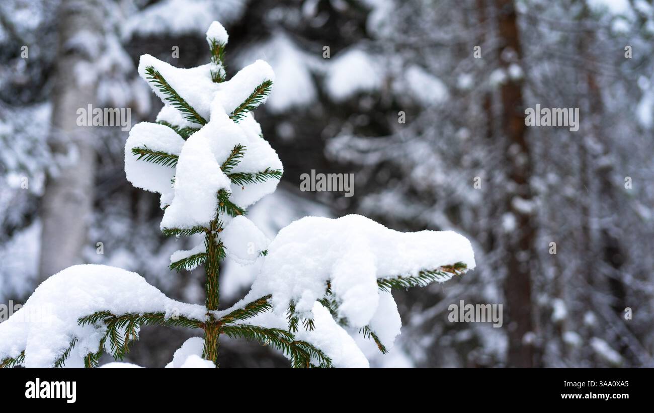 The top of a small fir tree covered with snow against the background of a winter forest. Stock Photo
