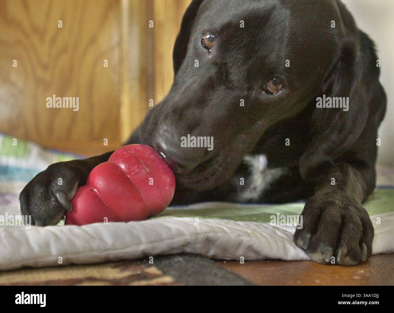 A one year old black labrador hi-res stock photography and images - Alamy