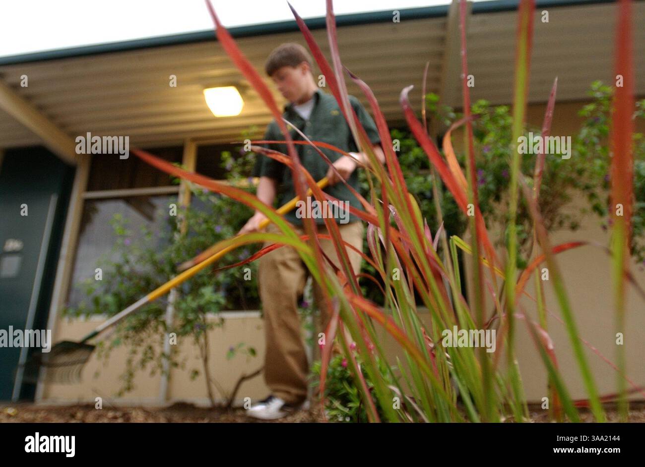 Rio Americano JV water polo player Colin Kelly, 15, rakes a garden plot that his team helped improve Friday as a part of campus renovations. The Sacramento Bee/  October 31, 2003 /  Anne Chadwick Williams  /ZUMA Press Stock Photo