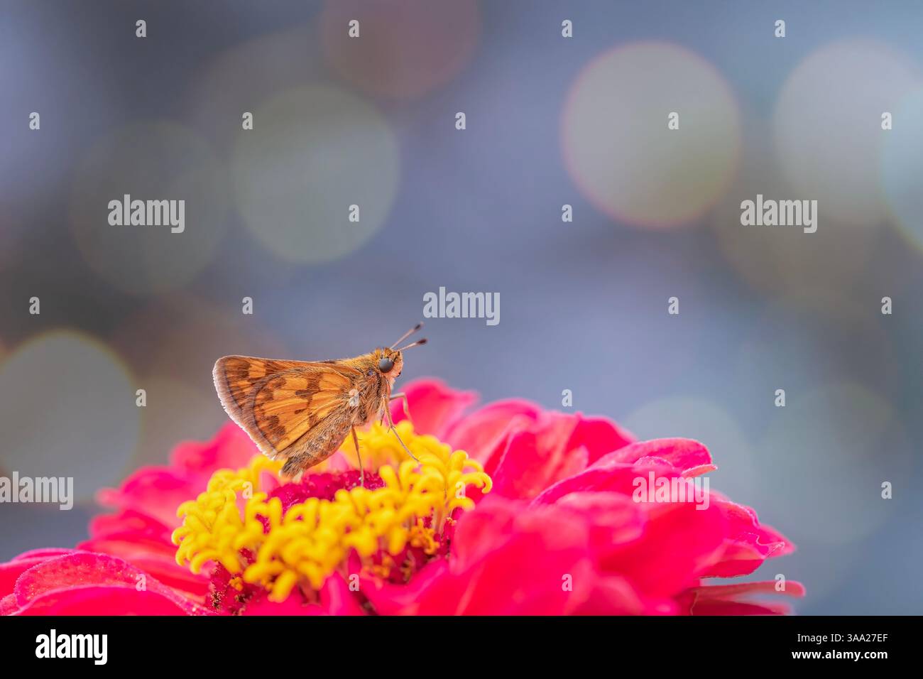Red butterfly bright hi-res stock photography and images - Alamy