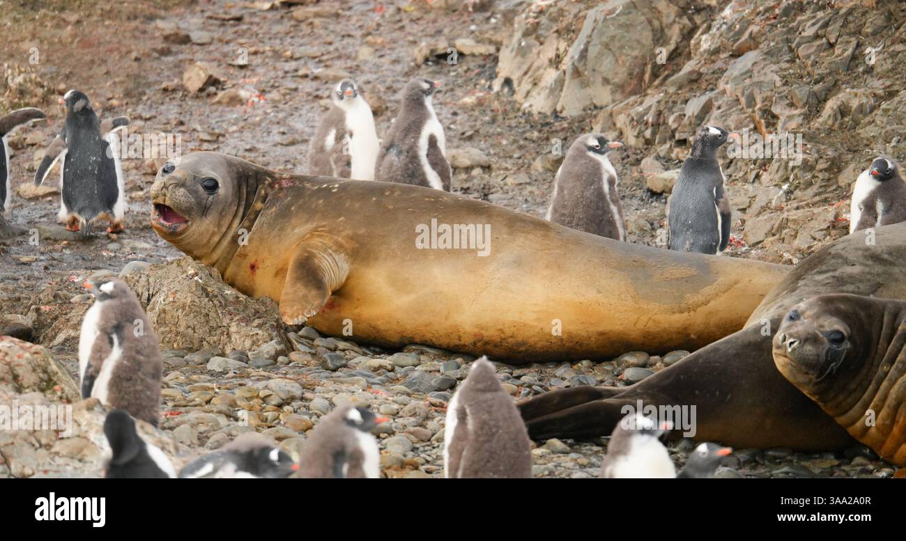 Elephant seal glancing at the camera on a beach of Livingston Island in ...