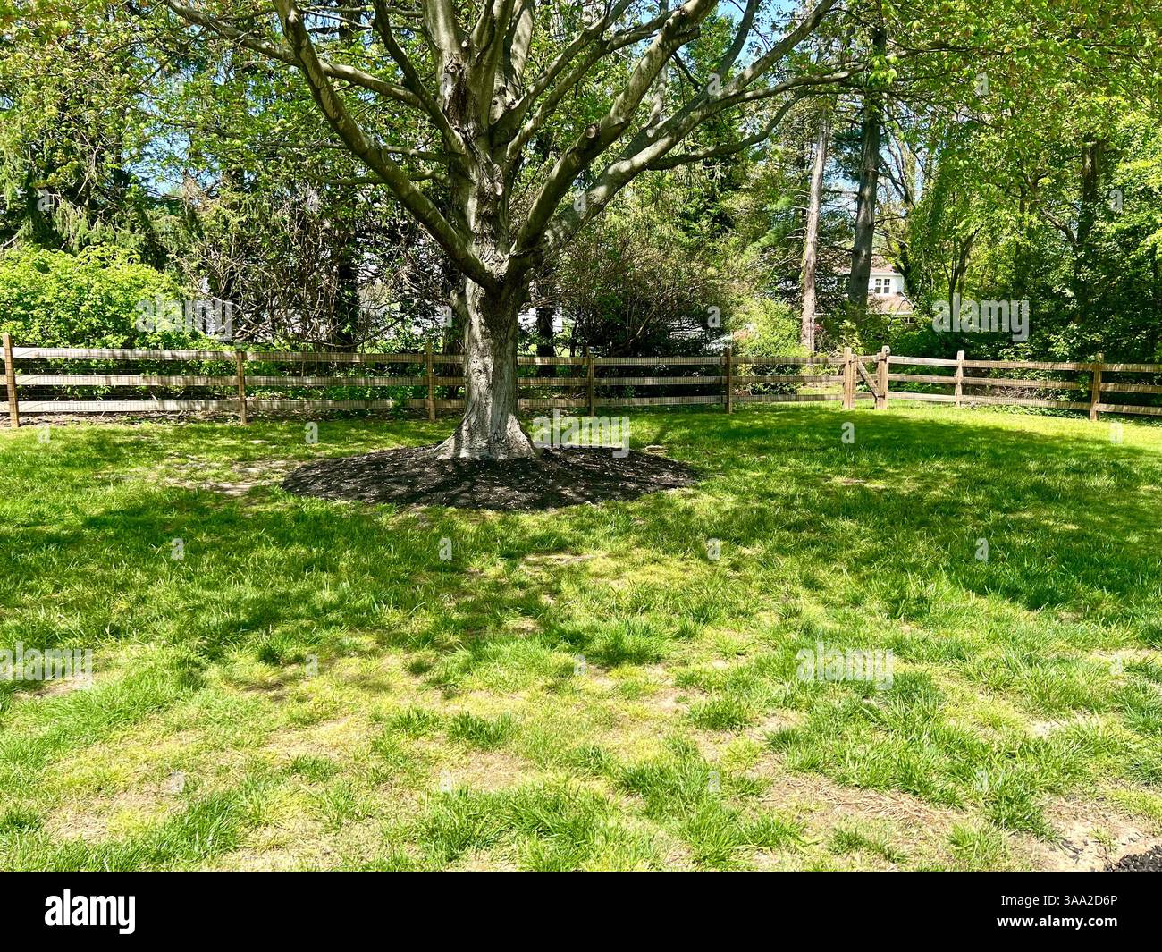 Lush Backyard - Smartphone Captured Stock Image